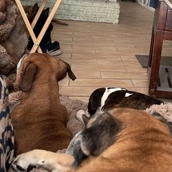McDonald's - Three pups waiting for something to drop