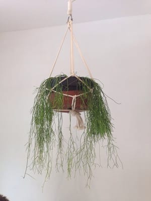 Lucky Pickle by null