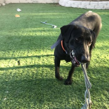POOP 911 - The poop culprit is a happy dog! - Pet Waste Removal Near Me