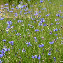 CNPMAI - Conservatoire National des Plantes - Bleuet des moissons (Cyanus segetum) dans les jardins du Conservatoire