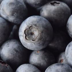 Kernodle's Blueberry Farm - Fresh Picked Blueberries: Kernodle's Blueberry Farm