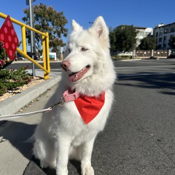 Plush Pups Pet Boutique and Spa - Pet Groomers Near Me - Riverside, California