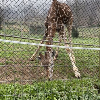Creation Kingdom Zoo - Sore on leg! - Zoos Near Me - Gate City, Virginia Creation Kingdom Zoo - Sore on leg! - Zoos Near Me - Gate City, Virginia