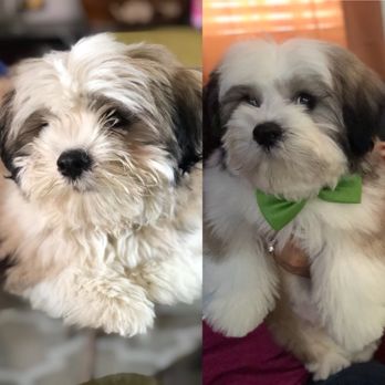 Pupscale Pet Salon - BonBon's before and after picture - Pet Groomers Near Me - Montclair, California