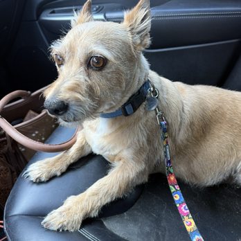 Pawsitive vibes pet grooming - Max loves his spa days! Thank you for doing such a great job with my furbabies! - Pet Groomers Near Me - Nice, California
