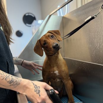 Chill Baths - Pet Groomers Near Me - Sebastopol, California