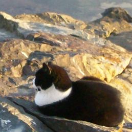 Jetty cat. Jetty cat.
