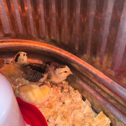 Tractor Supply - Baby chicks!