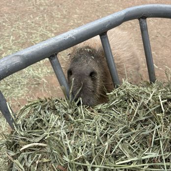 Ghost Ranch Exotics and Funny Foot Farm - Capybara eating hay - Attraction Farms Near Me - Marana, Arizona Ghost Ranch Exotics and Funny Foot Farm - Capybara eating hay - Attraction Farms Near Me - Marana, Arizona