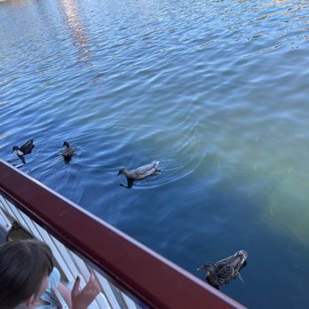 Lamplight Lounge - My daughter enjoying the ducks in the water as we eat. The ducks didn't bother us looking for food though AND WE DID NOT FEED THEM. - New American Near Me - Anaheim, California