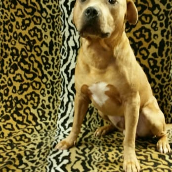 Tail Waggers Pet Salon - Love tail waggers! - Pet Groomers Near Me - Wilmington, Delaware Tail Waggers Pet Salon - Love tail waggers! - Pet Groomers Near Me - Wilmington, Delaware