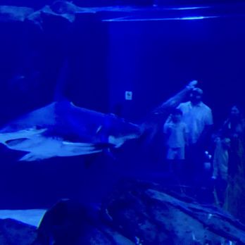 Georgia Aquarium - Jaws - Aquariums Near Me - Atlanta, Georgia Georgia Aquarium - Jaws - Aquariums Near Me - Atlanta, Georgia