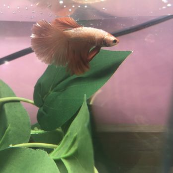 River’s Betta Rescue - Pamplemousse - one of our current rescue bettas looking for a home. - Pet Adoption Near Me River’s Betta Rescue - Pamplemousse - one of our current rescue bettas looking for a home. - Pet Adoption Near Me