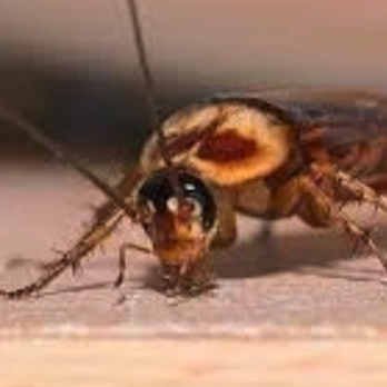 Preyon Pest Control - Pest Control Near Me Preyon Pest Control - Pest Control Near Me