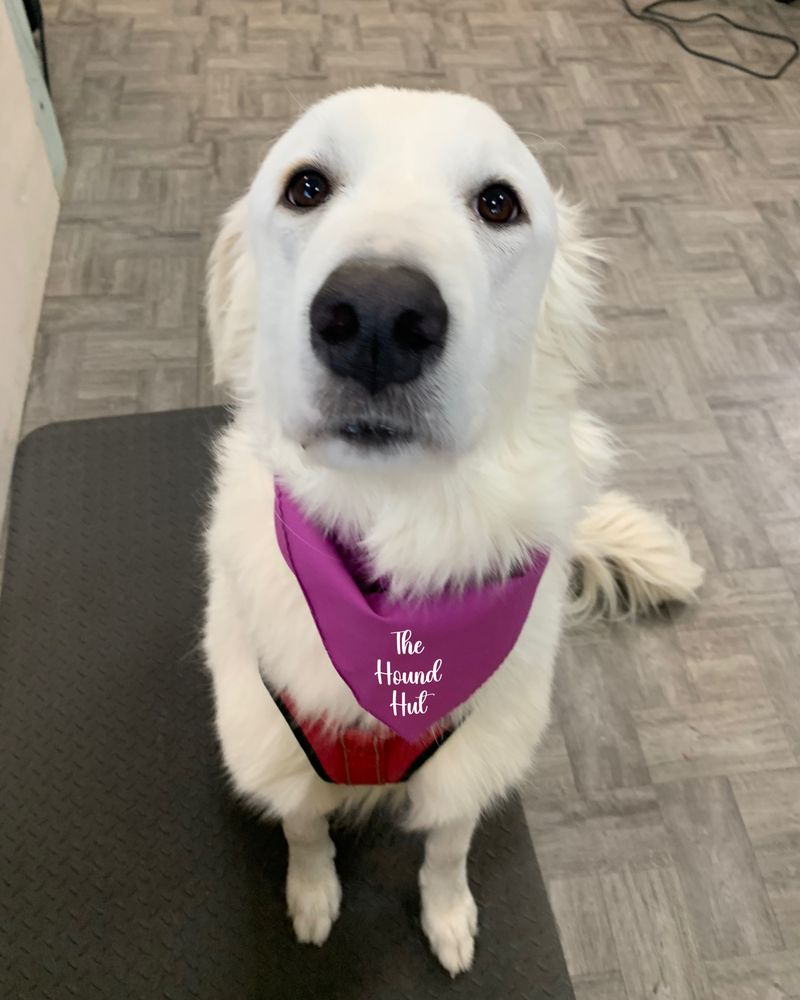 THE HOUND HUT 16 Photos & 20 Reviews 5731 Interstate 20 W, Arlington, Texas Pet Groomers