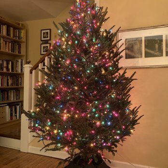 Misty Valley Farms - a christmas tree in a living room - Farmers Market Near Me - Baltimore, Maryland Misty Valley Farms - a christmas tree in a living room - Farmers Market Near Me - Baltimore, Maryland