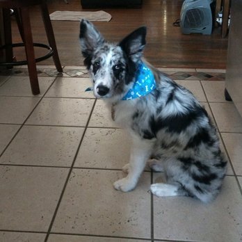 Modern Pooch - Pet Groomers Near Me - South El Monte, California Modern Pooch - Pet Groomers Near Me - South El Monte, California