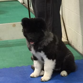 A+ Dog Training - 3rd week in Puppy Kindergarten - Pet Training Near Me - Lake In The Hills, Illinois