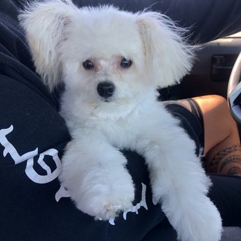Paw Prints Salon - After- 10 years younger looking tho he was born October last year. He can see now. Perfect cut that I asked for. - Pet Groomers Near Me - Union City, California