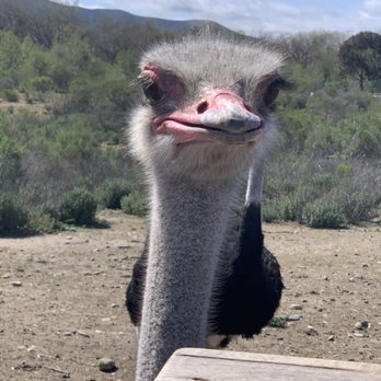 Ostrichland USA - Attraction Farms Near Me - Solvang, California Ostrichland USA - Attraction Farms Near Me - Solvang, California
