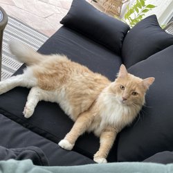 Best Friends Animal Hospital - My cat