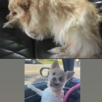 The Pet Wash - Before and After - Pet Groomers Near Me - El Segundo, California The Pet Wash - Before and After - Pet Groomers Near Me - El Segundo, California