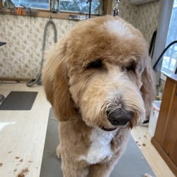 Westhampton Dog Grooming - You have a doodle? We have your groomer @westhamptondoggroomer #doodlelife #grooming