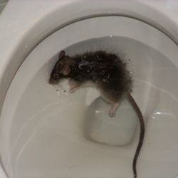Thomas Edison Preparatory High School - A mf rat