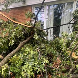 AM Tree Service - Branch thru the window