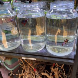 Healthy koi bettas