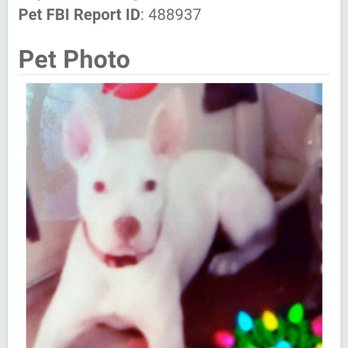 God's Dog Rescue - Sunny - Pet Adoption Near Me