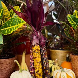 Angel Plants - Indian Corn, Mini Pumpkins, and Gourds