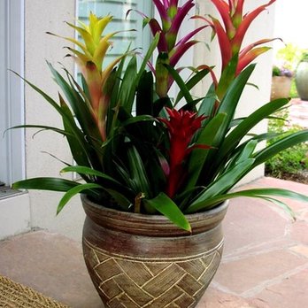 Plant Escape - Bromeliads for Denver area client. - Landscaping Near Me - Englewood, Colorado Plant Escape - Bromeliads for Denver area client. - Landscaping Near Me - Englewood, Colorado