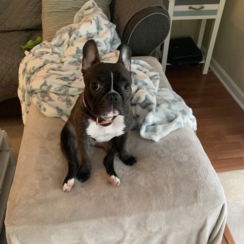 Mythic Bulldogs - French bulldog - Pet Breeders Near Me Mythic Bulldogs - French bulldog - Pet Breeders Near Me