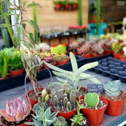 Sugar's Succulents - Taking these home..