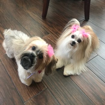 Woof Gang - Piper and Delilah looking pretty! - Pet Stores Near Me - Tomball, Texas Woof Gang - Piper and Delilah looking pretty! - Pet Stores Near Me - Tomball, Texas