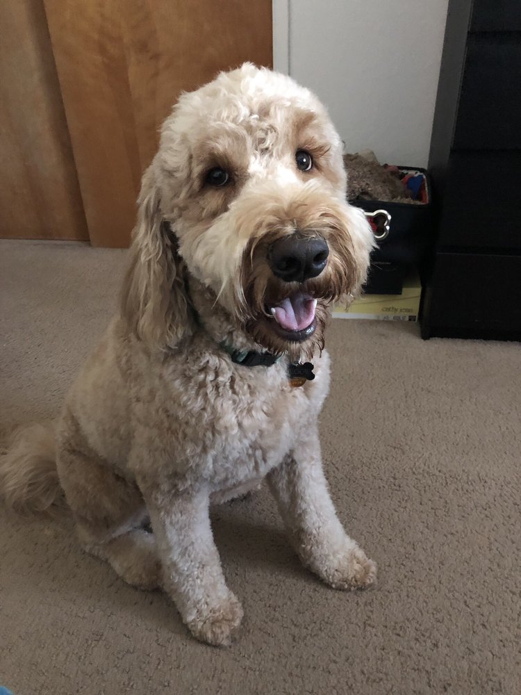 GRATEFUL DOG DAYCARE 52 Photos & 173 Reviews 430 17th St, Sacramento, CA Services Yelp