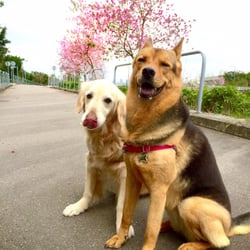 攸壆路 - Blossom in spring