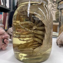 Museum of Biological Diversity