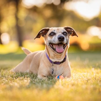 Paws and Play Studio - Pet Photography Near Me