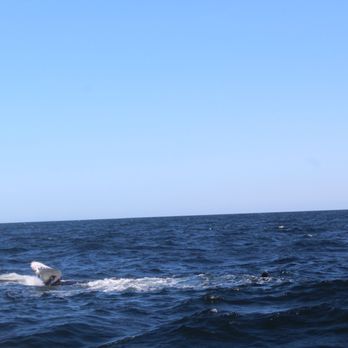 7 Seas Whale Watch - Whale Watching Tours Near Me - Gloucester, Massachusetts