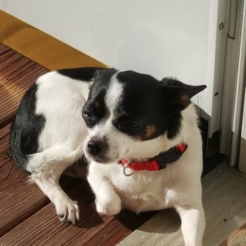 My Lucky Puppy - Pet Groomers Near Me My Lucky Puppy - Pet Groomers Near Me