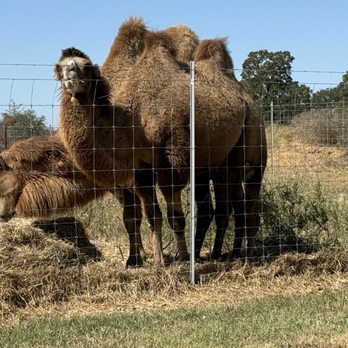 Aggieland Safari - Camels - Zoos Near Me - Bryan, Texas