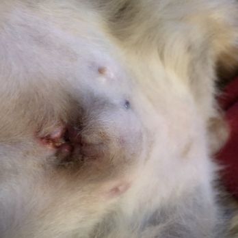 Limestone Veterinary Clinic - Veterinarians Near Me - Athens, Alabama