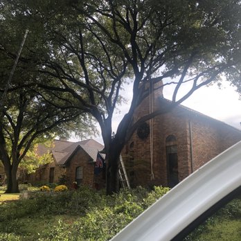 Carlitos Tree And Land Service - Tree Pruning in The Colony - Tree Services Near Me Carlitos Tree And Land Service - Tree Pruning in The Colony - Tree Services Near Me