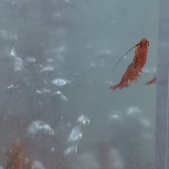 168 Market - ... But not for long. You're in a shrimp tank - Fruits & Veggies Near Me - Alhambra, California 168 Market - ... But not for long. You're in a shrimp tank - Fruits & Veggies Near Me - Alhambra, California