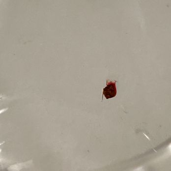 Courtyard by Marriott Vallejo Napa Valley - Bed Bug in the Plastic Cup - Hotels Near Me - Vallejo, California