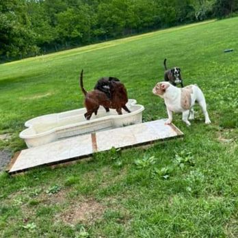 Trifecta Kennels - Pool time - Pet Sitting Near Me - Gilbert, Pennsylvania Trifecta Kennels - Pool time - Pet Sitting Near Me - Gilbert, Pennsylvania
