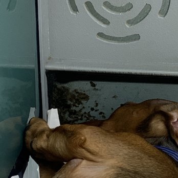 Pet Fair - Puppies in cages with mold and bugs on the wall :( - Pet Stores Near Me - Spring, Texas