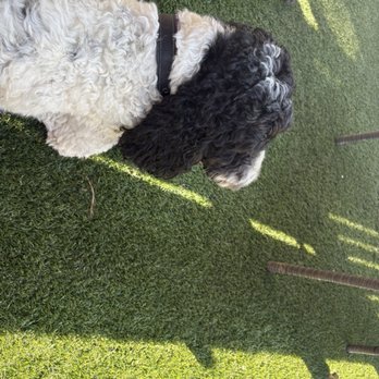 Raglan Public House - Kai- patiently waiting for her canine item while enjoying turf and shade - Breakfast & Brunch Near Me - San Diego, California